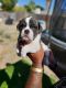 English Bulldog Puppies for sale in Hemet, CA, USA. price: NA