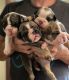 English Bulldog Puppies for sale in Morganton, NC 28655, USA. price: NA