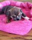 English Bulldog Puppies for sale in Shipshewana, IN 46565, USA. price: NA