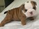 English Bulldog Puppies for sale in NEW PRT RCHY, FL 34652, USA. price: NA