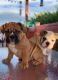 English Bulldog Puppies for sale in Albuquerque, NM, USA. price: $1,500