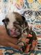 English Bulldog Puppies for sale in Rancho Cucamonga, CA, USA. price: NA