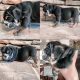 English Bulldog Puppies for sale in 14558 N Saddle Ridge Rd, Rathdrum, ID 83858, USA. price: $3,500