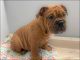 English Bulldog Puppies for sale in Irvine, CA, USA. price: $1,500