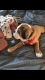 English Bulldog Puppies for sale in Lenoir, NC, USA. price: $2,000
