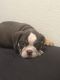 English Bulldog Puppies for sale in San Bernardino, CA, USA. price: $50,007,000