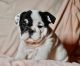 English Bulldog Puppies for sale in Fort Worth, TX, USA. price: $2,500