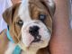 English Bulldog Puppies for sale in Red Wing, MN, USA. price: $3,500
