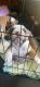 English Bulldog Puppies for sale in Holland, MI 49424, USA. price: $30,004,000