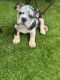 English Bulldog Puppies for sale in Charlotte, NC 28209, USA. price: NA