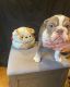 English Bulldog Puppies for sale in Cranston, RI 02920, USA. price: NA