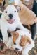 English Bulldog Puppies for sale in Belleville, NJ 07109, USA. price: NA