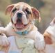 English Bulldog Puppies for sale in Belleville, NJ 07109, USA. price: NA