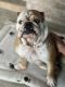 English Bulldog Puppies for sale in Pflugerville, TX 78660, USA. price: $2,500