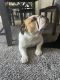 English Bulldog Puppies for sale in Las Vegas, NV, USA. price: $4,000