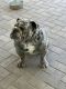 English Bulldog Puppies for sale in Las Vegas, NV, USA. price: $10,000