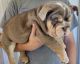 English Bulldog Puppies for sale in Clarkrange, TN 38553, USA. price: NA