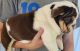 English Bulldog Puppies for sale in Clarkrange, TN 38553, USA. price: NA