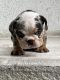 English Bulldog Puppies for sale in Carlsbad, CA, USA. price: $3,800