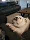 English Bulldog Puppies for sale in Albuquerque, NM 87124, USA. price: NA