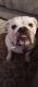English Bulldog Puppies for sale in Albuquerque, NM 87124, USA. price: $500