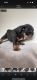 English Bulldog Puppies for sale in Lynwood, CA, USA. price: $4,000