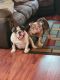English Bulldog Puppies for sale in St Clair Shores, MI, USA. price: $2,500