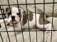 English Bulldog Puppies for sale in Firestone, CO, USA. price: NA