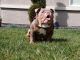 English Bulldog Puppies for sale in Modesto, CA, USA. price: $5,000