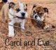 English Bulldog Puppies for sale in San Juan, TX, USA. price: NA