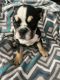 English Bulldog Puppies for sale in San Marcos, CA, USA. price: $1,500