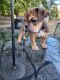 English Bulldog Puppies for sale in Warren, MI, USA. price: $3,500