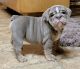 English Bulldog Puppies for sale in 3242 Nub Rd, Gloster, MS 39638, USA. price: NA