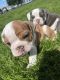 English Bulldog Puppies for sale in West Jordan, UT, USA. price: NA