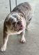 English Bulldog Puppies for sale in Lake Elsinore, CA, USA. price: NA