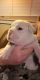 English Bulldog Puppies for sale in Panama City Beach, FL, USA. price: $4,000