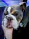 English Bulldog Puppies for sale in Vauxhall, NJ 07088, USA. price: NA