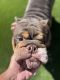 English Bulldog Puppies for sale in Las Vegas, NV, USA. price: $4,500