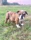 English Bulldog Puppies for sale in Fremont, CA, USA. price: $650