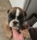 English Bulldog Puppies for sale in Cheyenne, WY, USA. price: $2,000
