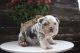 English Bulldog Puppies for sale in Irvine, CA, USA. price: $3,000