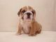 English Bulldog Puppies for sale in CA-1, Long Beach, CA, USA. price: NA