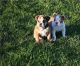 English Bulldog Puppies for sale in CA-1, Long Beach, CA, USA. price: $650