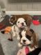 English Bulldog Puppies for sale in San Francisco, CA, USA. price: NA