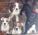 English Bulldog Puppies for sale in Lillington, NC 27546, USA. price: $150