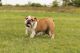 English Bulldog Puppies for sale in Mentone, IN 46539, USA. price: NA