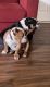 English Bulldog Puppies for sale in EAST GRAND RA, MI 49506, USA. price: NA