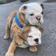 English Bulldog Puppies for sale in Los Angeles, CA 90011, USA. price: NA