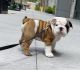English Bulldog Puppies for sale in U.S. Bank Tower, Los Angeles, CA 90071, USA. price: NA