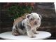 English Bulldog Puppies for sale in U.S. Bank Tower, Los Angeles, CA 90071, USA. price: NA